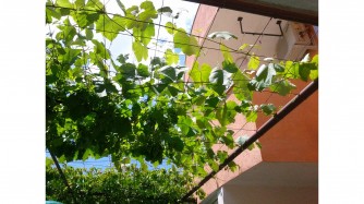 hotel-green-grapes